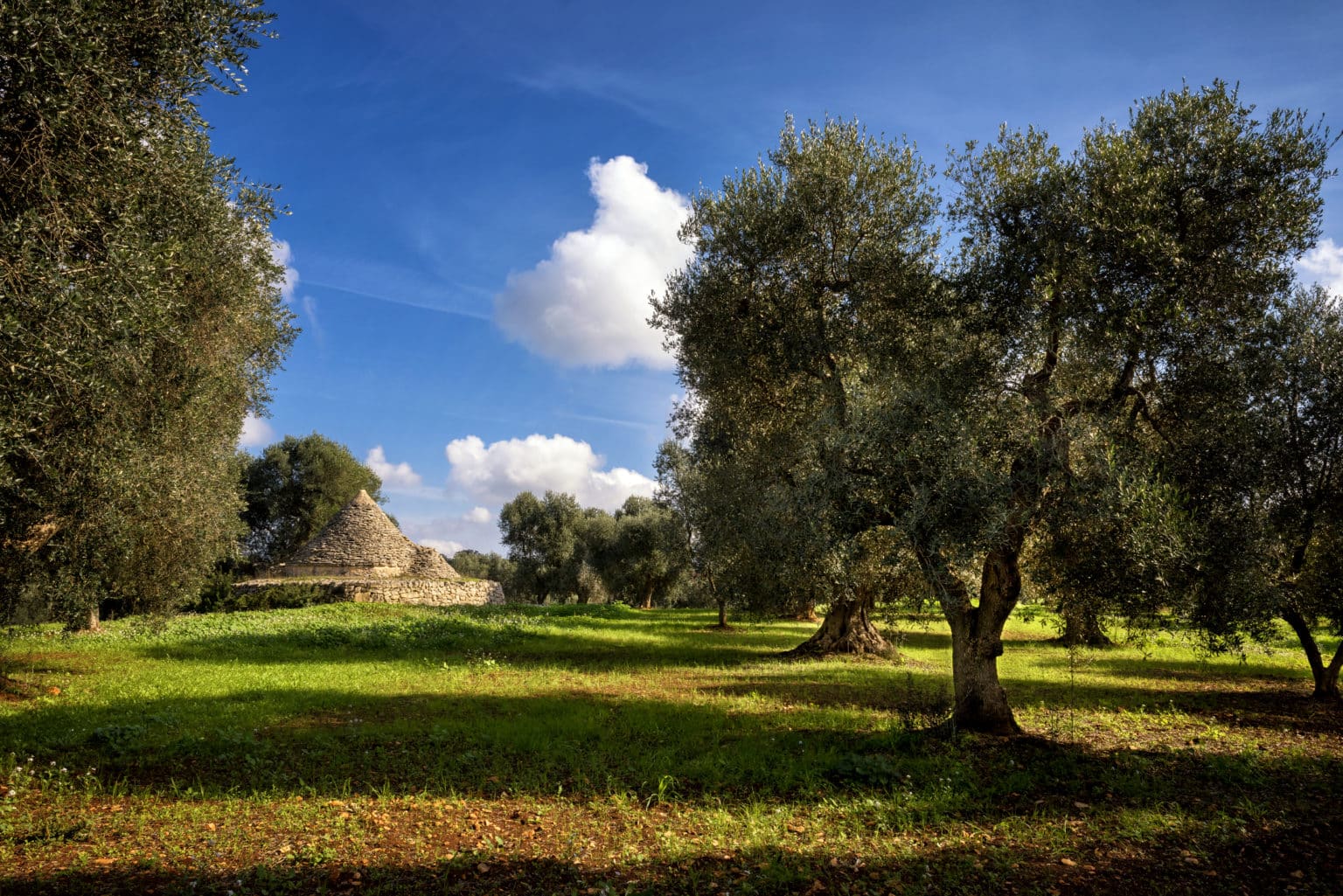 Idyllisches Trullo-Haus umgeben von einem Olivenhain im Itria-Tal Apulien